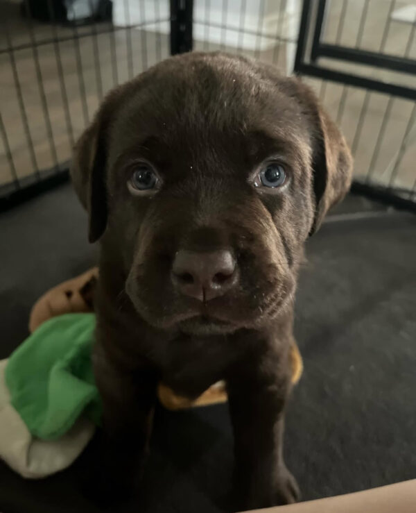 Finn, Male - Image 3