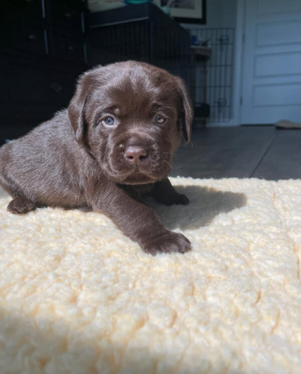 Duke, Male - Image 2